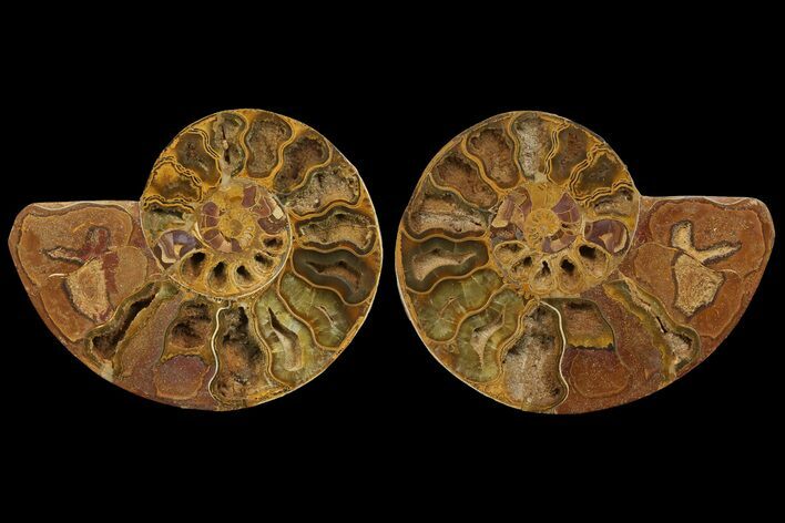 Cut & Polished Ammonite Fossil - Jurassic #172447
